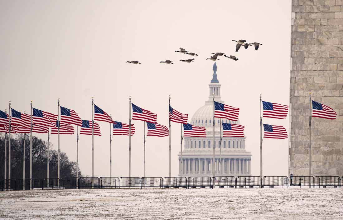 View of multiple American flags flying in the wind.