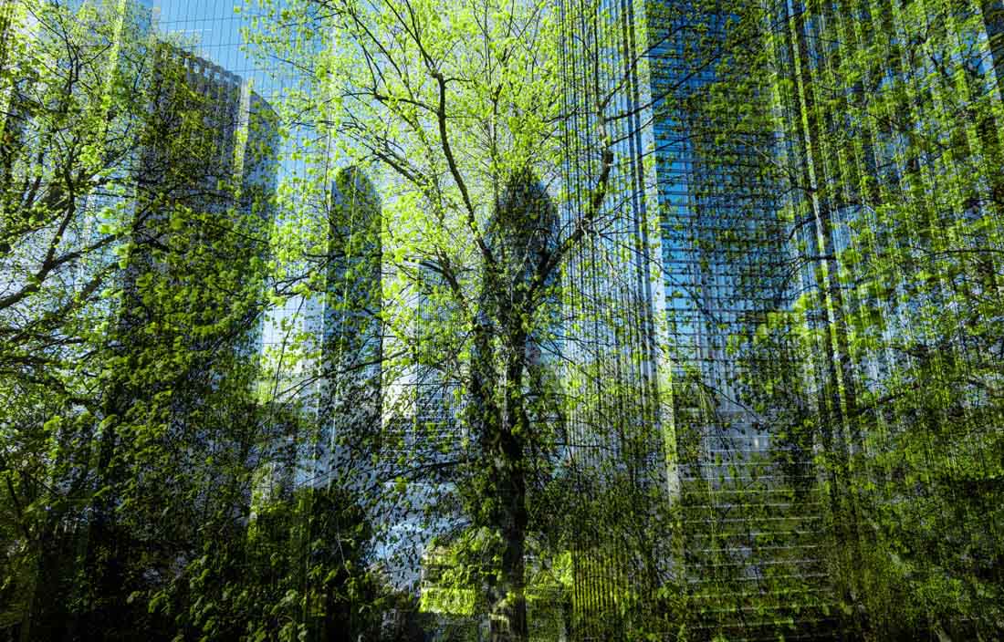 Green trees against city buildings.