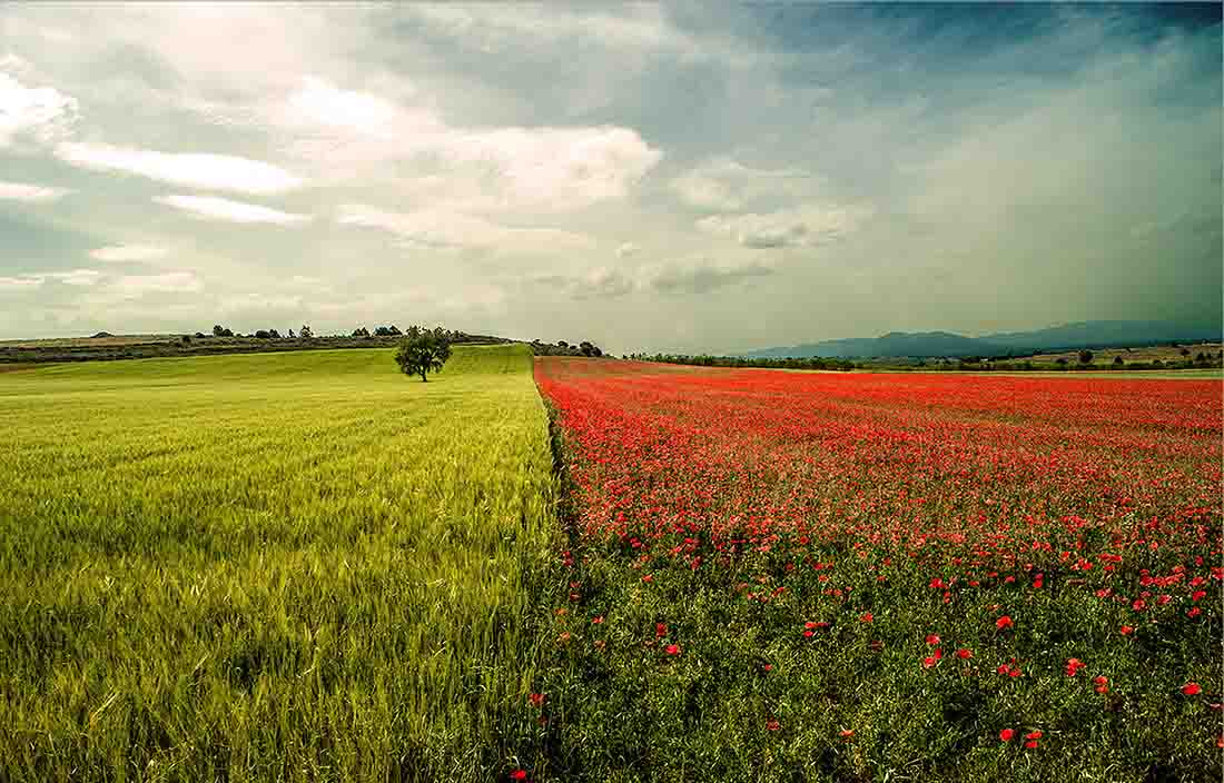 Image of a field