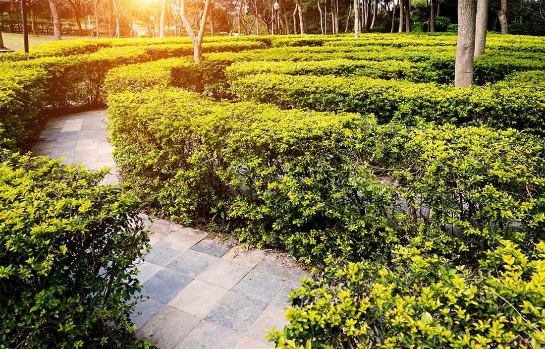 path with bushes surrounding it