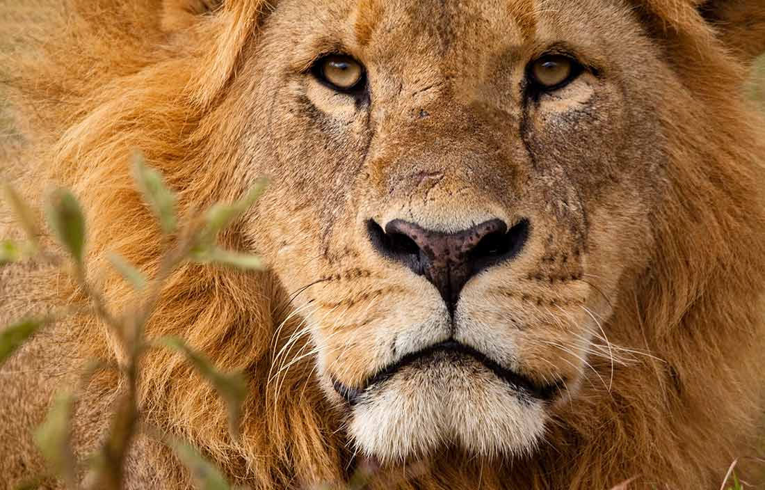 Close-up of a lion.