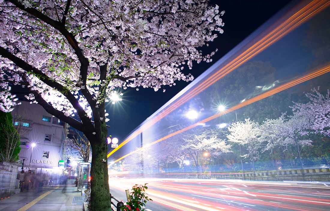 Japanese cherry blossom in downtown Tokyo.