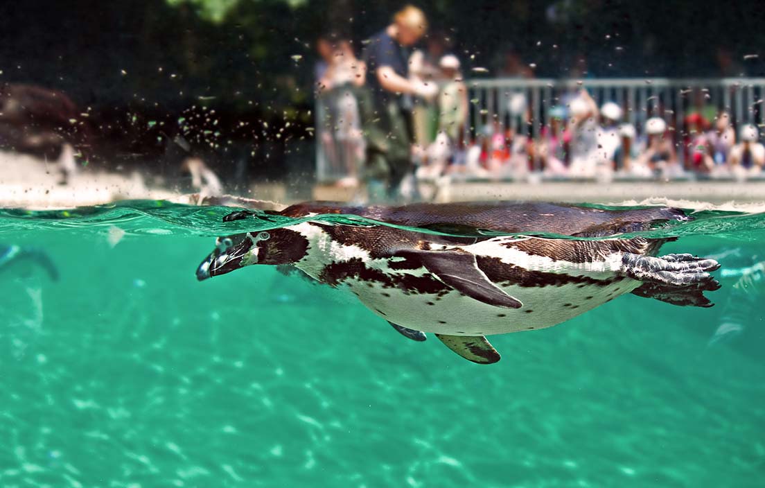 Photo of a penguin at the Detroit Zoo swimming in water.