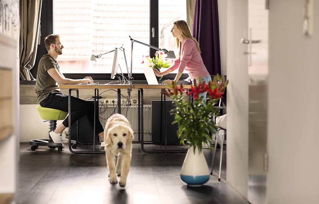 Woman and man at desks with a dog walking down a hallway