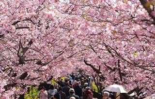 Cherry blossom trees.