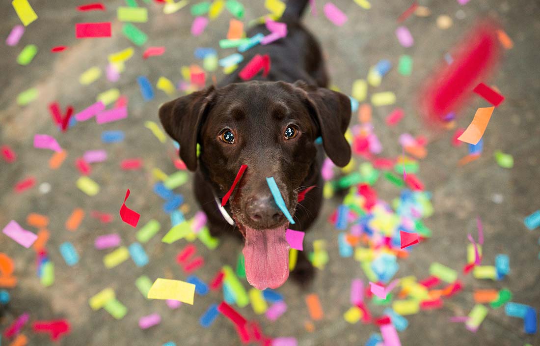 Picture of a dog looking up at the camera with confetti falling all around