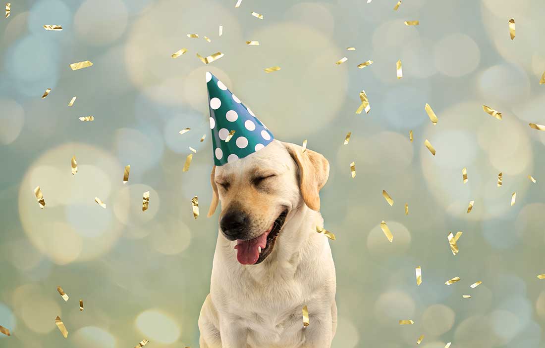 Happy-looking dog celebrating