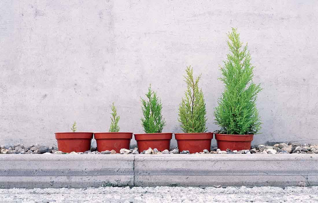 Potted conifers in size order, representing increasing costs of goods due to inflation or increasing returns on real estate over time