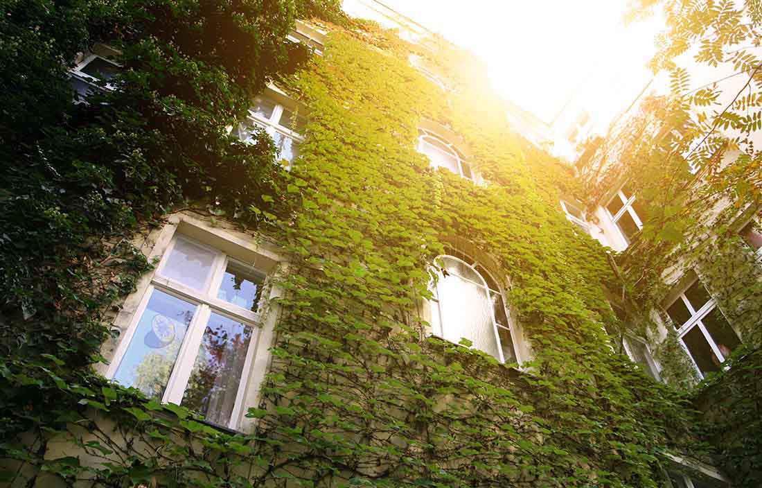 View from the ground looking up at vines over facade of residential building