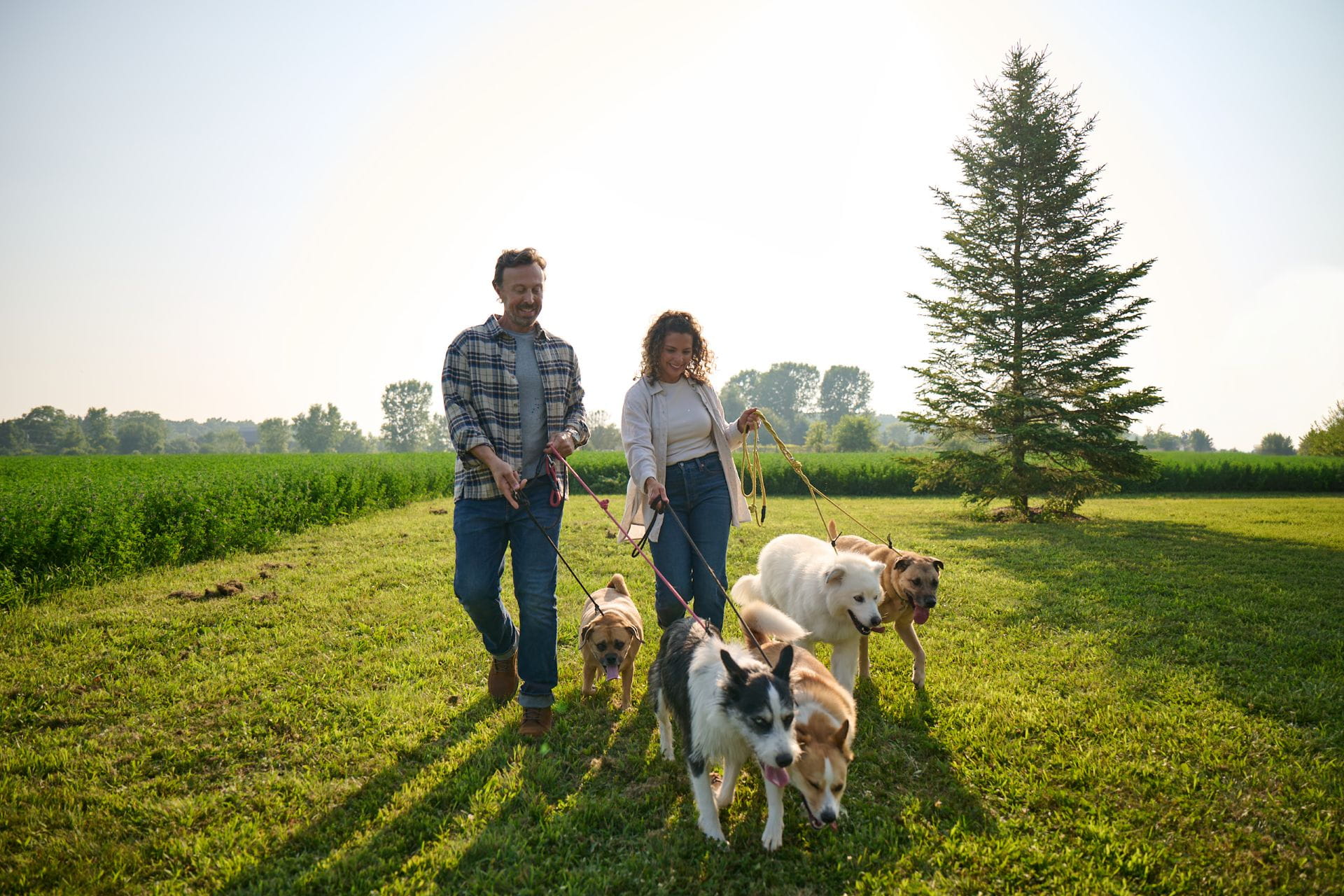 Couple walking dogs