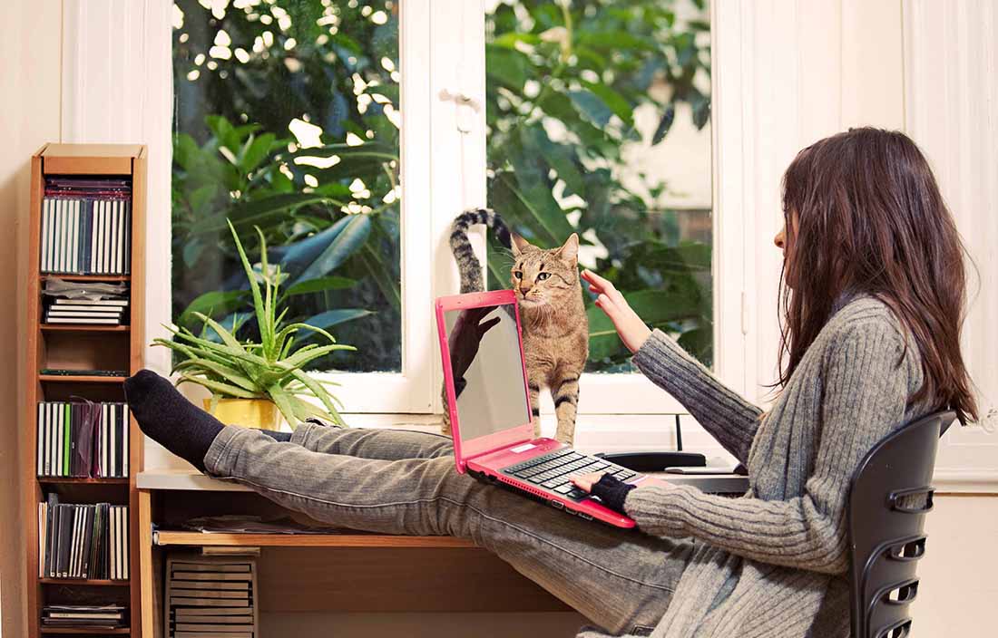 Woman sitting at her desk using a laptop computer petting her pet cat.